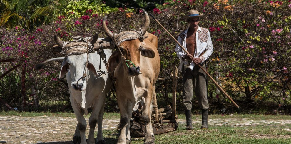 Havana Farm Tour | Tailor-made tours